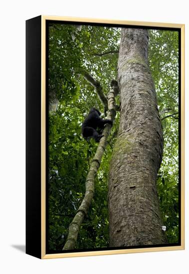 Africa, Uganda, Kibale National Park. A juvenile chimpanzee climbs a vine.-Kristin Mosher-Framed Premier Image Canvas