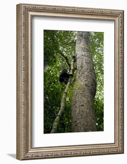 Africa, Uganda, Kibale National Park. A juvenile chimpanzee climbs a vine.-Kristin Mosher-Framed Photographic Print