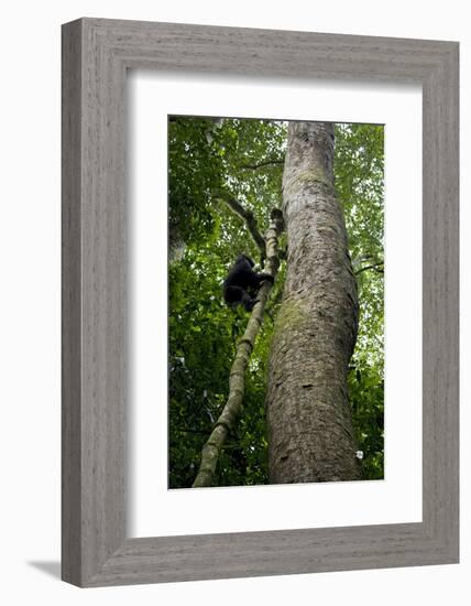 Africa, Uganda, Kibale National Park. A juvenile chimpanzee climbs a vine.-Kristin Mosher-Framed Photographic Print