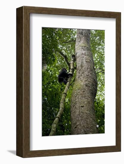 Africa, Uganda, Kibale National Park. A juvenile chimpanzee climbs a vine.-Kristin Mosher-Framed Photographic Print