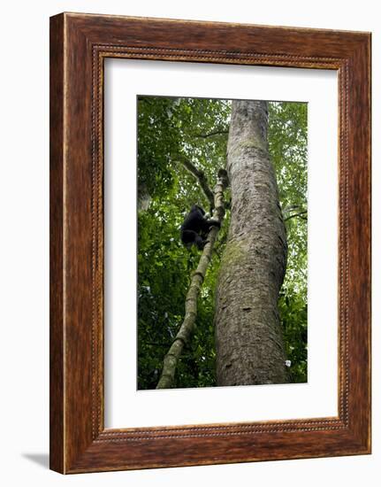 Africa, Uganda, Kibale National Park. A juvenile chimpanzee climbs a vine.-Kristin Mosher-Framed Photographic Print