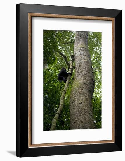 Africa, Uganda, Kibale National Park. A juvenile chimpanzee climbs a vine.-Kristin Mosher-Framed Photographic Print