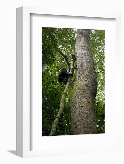 Africa, Uganda, Kibale National Park. A juvenile chimpanzee climbs a vine.-Kristin Mosher-Framed Photographic Print