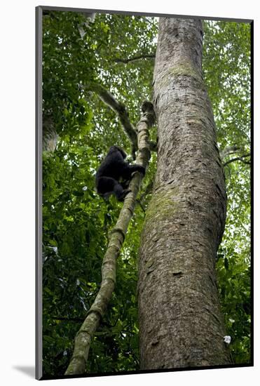 Africa, Uganda, Kibale National Park. A juvenile chimpanzee climbs a vine.-Kristin Mosher-Mounted Photographic Print