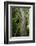 Africa, Uganda, Kibale National Park. A juvenile chimpanzee climbs a vine.-Kristin Mosher-Framed Photographic Print