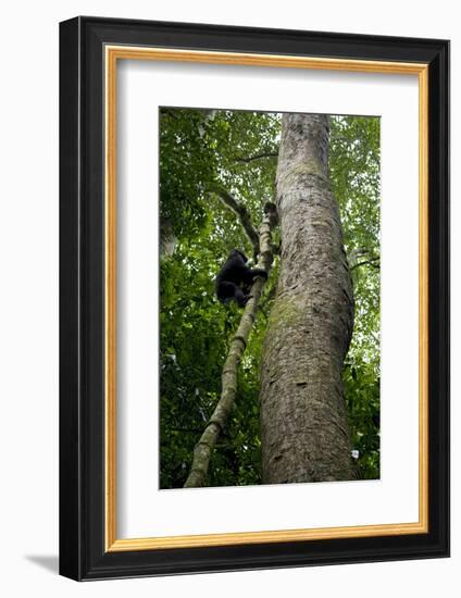 Africa, Uganda, Kibale National Park. A juvenile chimpanzee climbs a vine.-Kristin Mosher-Framed Photographic Print