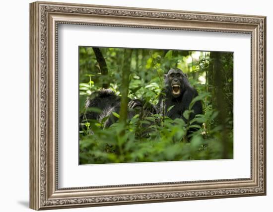 Africa, Uganda, Kibale National Park. A juvenile chimpanzee grooming.-Kristin Mosher-Framed Photographic Print