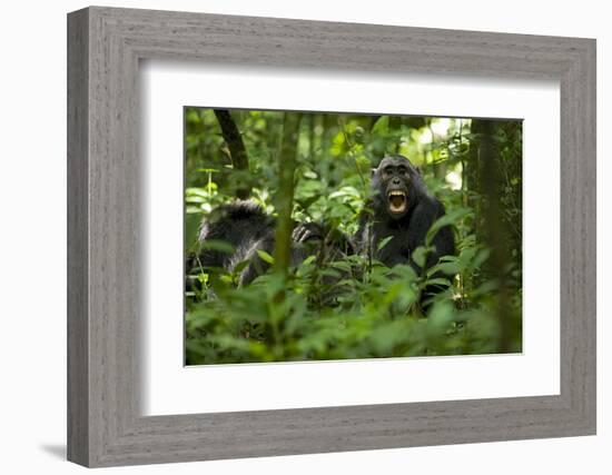 Africa, Uganda, Kibale National Park. A juvenile chimpanzee grooming.-Kristin Mosher-Framed Photographic Print