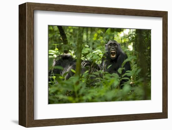 Africa, Uganda, Kibale National Park. A juvenile chimpanzee grooming.-Kristin Mosher-Framed Photographic Print
