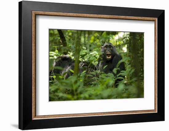 Africa, Uganda, Kibale National Park. A juvenile chimpanzee grooming.-Kristin Mosher-Framed Photographic Print