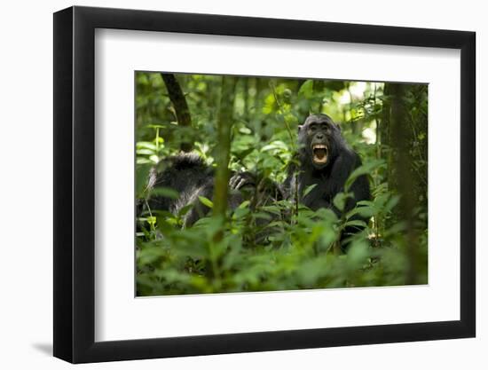 Africa, Uganda, Kibale National Park. A juvenile chimpanzee grooming.-Kristin Mosher-Framed Photographic Print