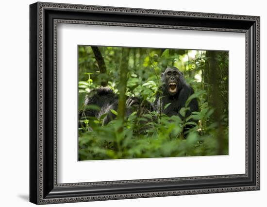 Africa, Uganda, Kibale National Park. A juvenile chimpanzee grooming.-Kristin Mosher-Framed Photographic Print