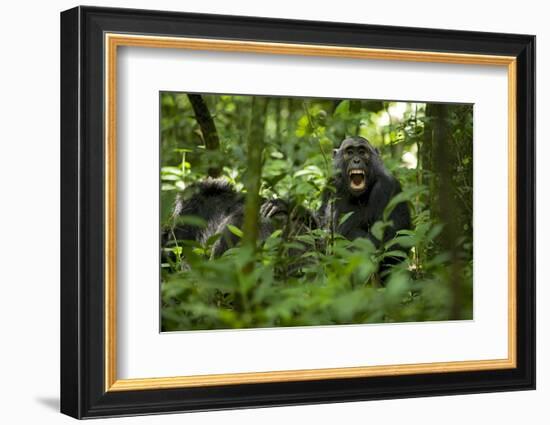 Africa, Uganda, Kibale National Park. A juvenile chimpanzee grooming.-Kristin Mosher-Framed Photographic Print