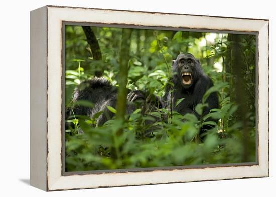 Africa, Uganda, Kibale National Park. A juvenile chimpanzee grooming.-Kristin Mosher-Framed Premier Image Canvas