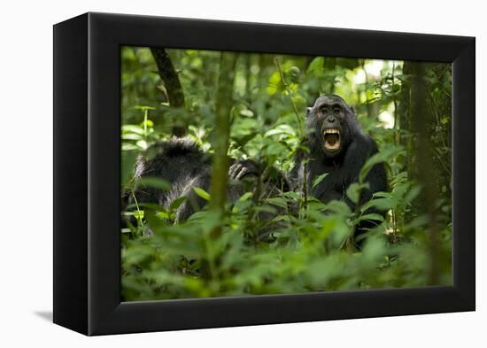 Africa, Uganda, Kibale National Park. A juvenile chimpanzee grooming.-Kristin Mosher-Framed Premier Image Canvas