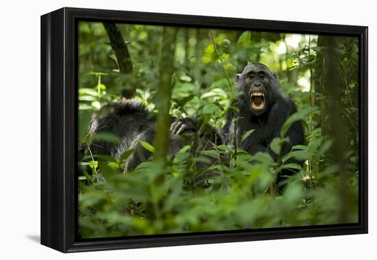 Africa, Uganda, Kibale National Park. A juvenile chimpanzee grooming.-Kristin Mosher-Framed Premier Image Canvas