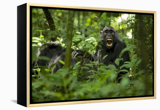 Africa, Uganda, Kibale National Park. A juvenile chimpanzee grooming.-Kristin Mosher-Framed Premier Image Canvas