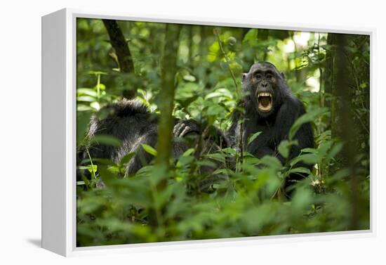 Africa, Uganda, Kibale National Park. A juvenile chimpanzee grooming.-Kristin Mosher-Framed Premier Image Canvas
