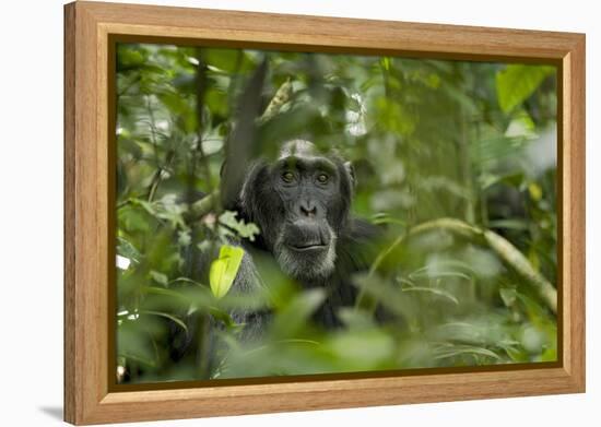 Africa, Uganda, Kibale National Park. A male chimpanzee listens and surveys his surroundings.-Kristin Mosher-Framed Premier Image Canvas