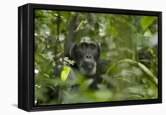 Africa, Uganda, Kibale National Park. A male chimpanzee listens and surveys his surroundings.-Kristin Mosher-Framed Premier Image Canvas