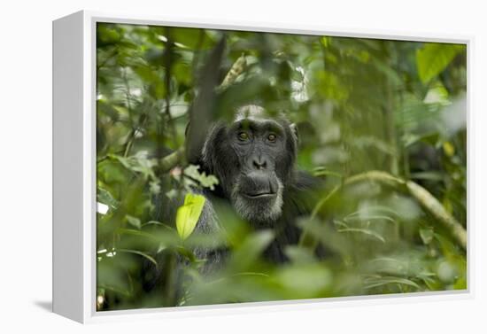 Africa, Uganda, Kibale National Park. A male chimpanzee listens and surveys his surroundings.-Kristin Mosher-Framed Premier Image Canvas