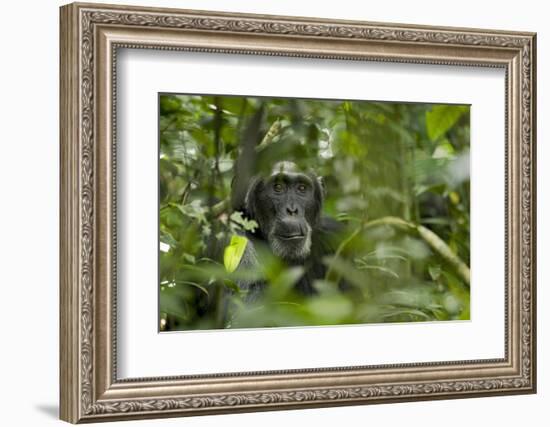 Africa, Uganda, Kibale National Park. A male chimpanzee listens and surveys his surroundings.-Kristin Mosher-Framed Photographic Print