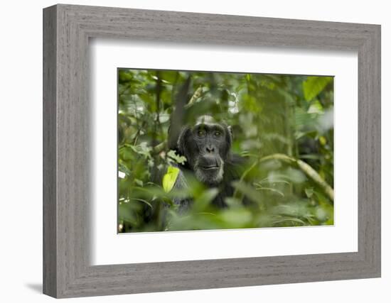 Africa, Uganda, Kibale National Park. A male chimpanzee listens and surveys his surroundings.-Kristin Mosher-Framed Photographic Print