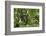 Africa, Uganda, Kibale National Park. A male chimpanzee listens and surveys his surroundings.-Kristin Mosher-Framed Photographic Print