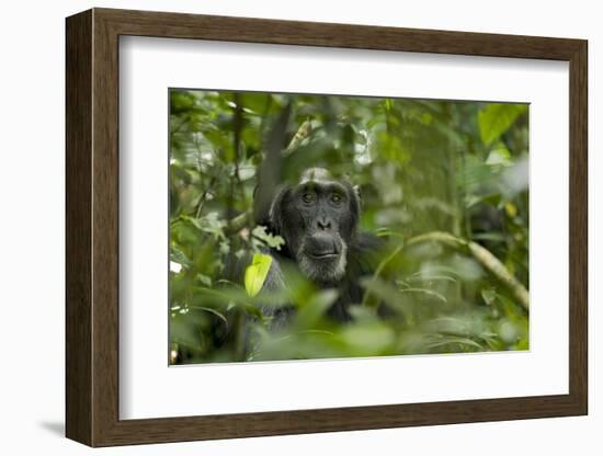 Africa, Uganda, Kibale National Park. A male chimpanzee listens and surveys his surroundings.-Kristin Mosher-Framed Photographic Print