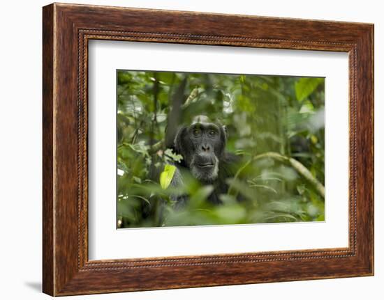 Africa, Uganda, Kibale National Park. A male chimpanzee listens and surveys his surroundings.-Kristin Mosher-Framed Photographic Print