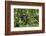 Africa, Uganda, Kibale National Park. A male chimpanzee listens and surveys his surroundings.-Kristin Mosher-Framed Photographic Print