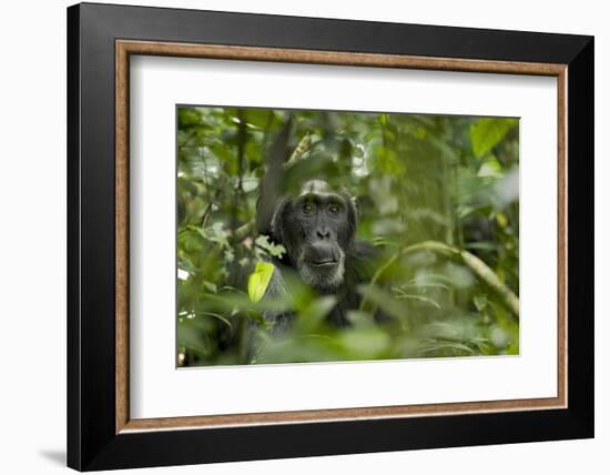 Africa, Uganda, Kibale National Park. A male chimpanzee listens and surveys his surroundings.-Kristin Mosher-Framed Photographic Print