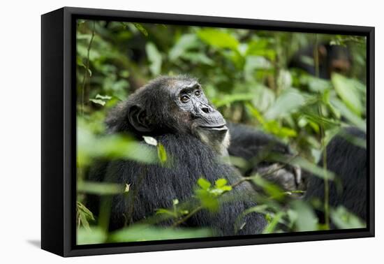 Africa, Uganda, Kibale National Park. A male chimpanzee looks over his shoulder.-Kristin Mosher-Framed Premier Image Canvas