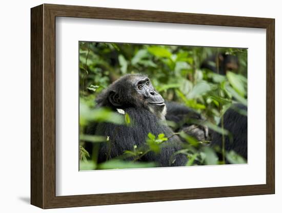 Africa, Uganda, Kibale National Park. A male chimpanzee looks over his shoulder.-Kristin Mosher-Framed Photographic Print