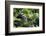 Africa, Uganda, Kibale National Park. A male chimpanzee looks over his shoulder.-Kristin Mosher-Framed Photographic Print