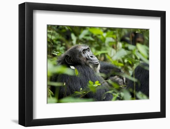 Africa, Uganda, Kibale National Park. A male chimpanzee looks over his shoulder.-Kristin Mosher-Framed Photographic Print