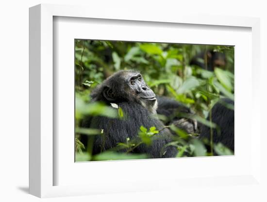 Africa, Uganda, Kibale National Park. A male chimpanzee looks over his shoulder.-Kristin Mosher-Framed Photographic Print