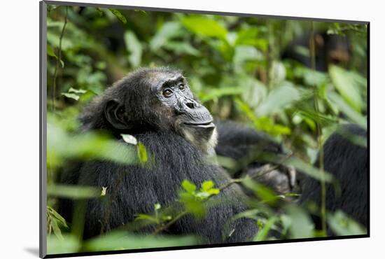 Africa, Uganda, Kibale National Park. A male chimpanzee looks over his shoulder.-Kristin Mosher-Mounted Photographic Print