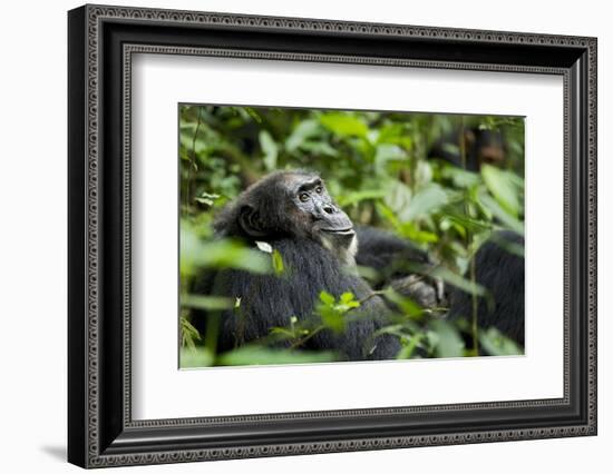 Africa, Uganda, Kibale National Park. A male chimpanzee looks over his shoulder.-Kristin Mosher-Framed Photographic Print