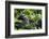 Africa, Uganda, Kibale National Park. A male chimpanzee looks over his shoulder.-Kristin Mosher-Framed Photographic Print