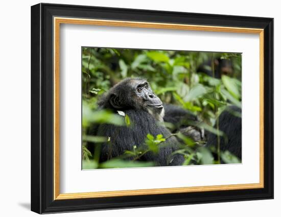 Africa, Uganda, Kibale National Park. A male chimpanzee looks over his shoulder.-Kristin Mosher-Framed Photographic Print