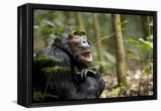 Africa, Uganda, Kibale National Park. A male chimpanzee looks up into the trees.-Kristin Mosher-Framed Premier Image Canvas