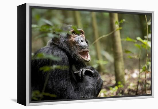 Africa, Uganda, Kibale National Park. A male chimpanzee looks up into the trees.-Kristin Mosher-Framed Premier Image Canvas