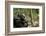 Africa, Uganda, Kibale National Park. A male chimpanzee looks up into the trees.-Kristin Mosher-Framed Photographic Print