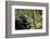 Africa, Uganda, Kibale National Park. A male chimpanzee looks up into the trees.-Kristin Mosher-Framed Photographic Print