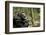 Africa, Uganda, Kibale National Park. A male chimpanzee looks up into the trees.-Kristin Mosher-Framed Photographic Print