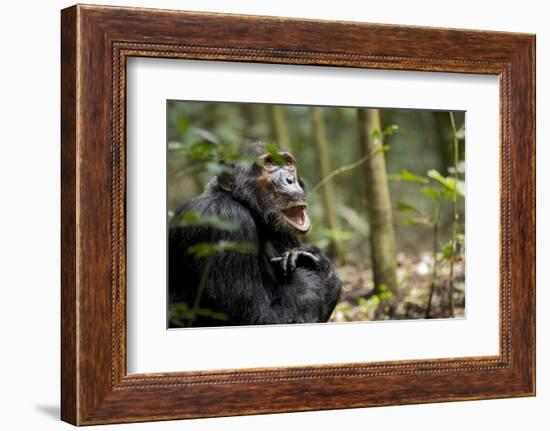 Africa, Uganda, Kibale National Park. A male chimpanzee looks up into the trees.-Kristin Mosher-Framed Photographic Print