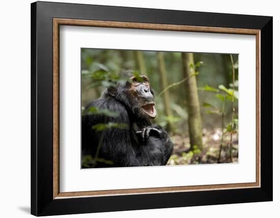 Africa, Uganda, Kibale National Park. A male chimpanzee looks up into the trees.-Kristin Mosher-Framed Photographic Print