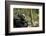 Africa, Uganda, Kibale National Park. A male chimpanzee looks up into the trees.-Kristin Mosher-Framed Photographic Print