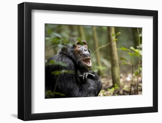 Africa, Uganda, Kibale National Park. A male chimpanzee looks up into the trees.-Kristin Mosher-Framed Photographic Print